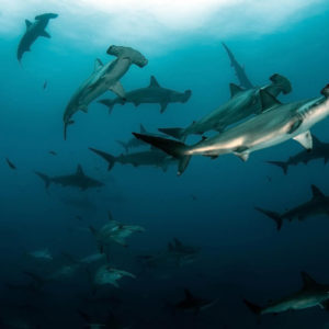 AWARE Shark Conservation
